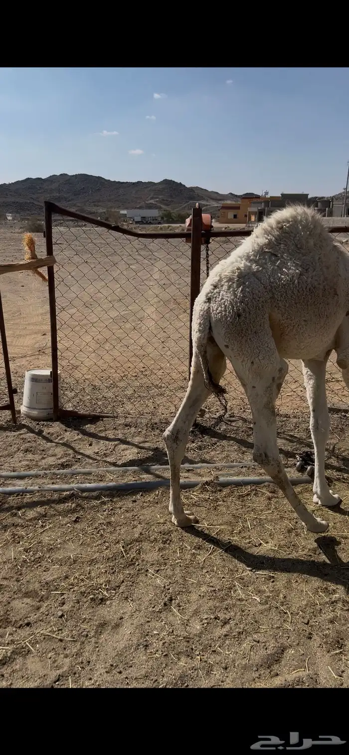 قعود ارباع 3