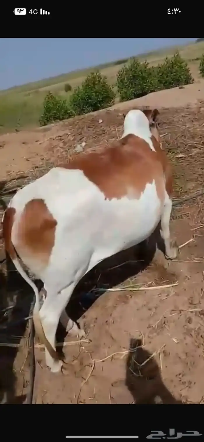 ثنتين بقر للبيع دفيع 1