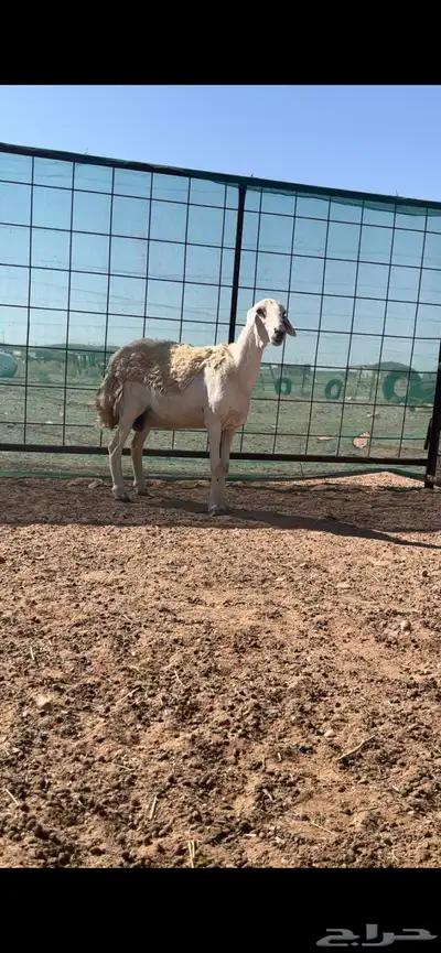 رخال حريات حرش والد index