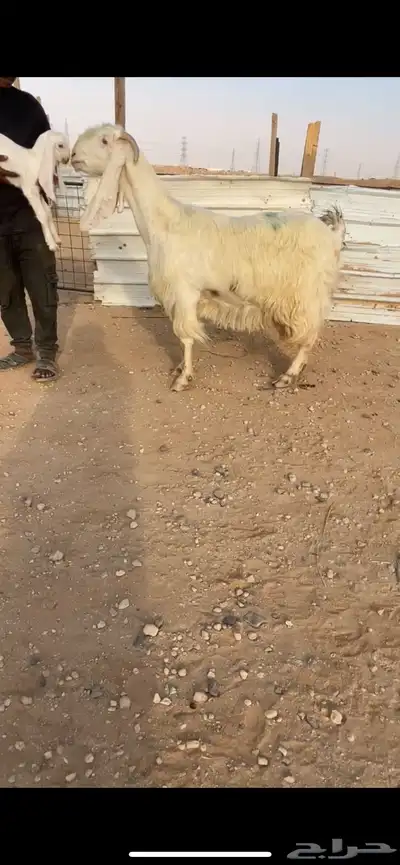 مطوره متبع فاخر index