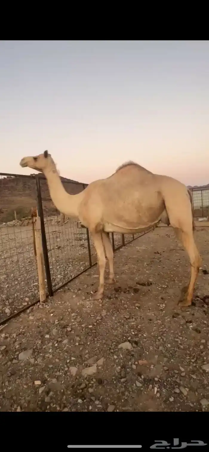 خلفه مصغر مهجنه 1