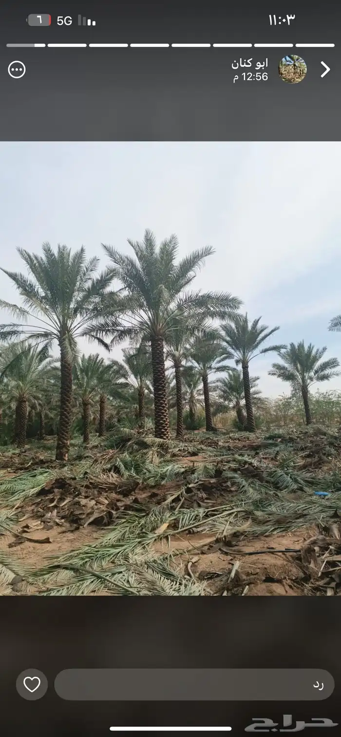 يوجد نخل عربي للبيع من3متر إلا6نتر نخل نظيف تكريب هلال 8
