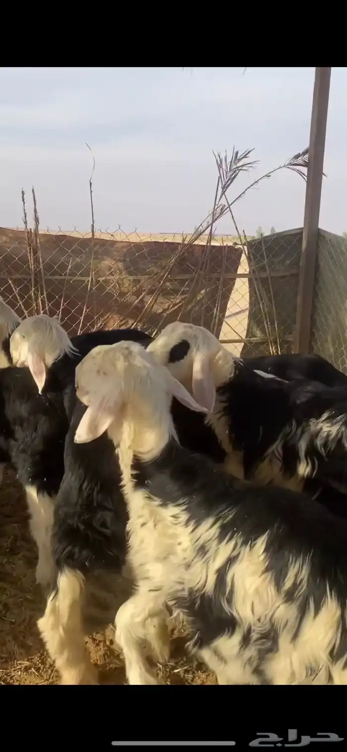 للبيع بهم نجد طليان نجد تم البيع 6