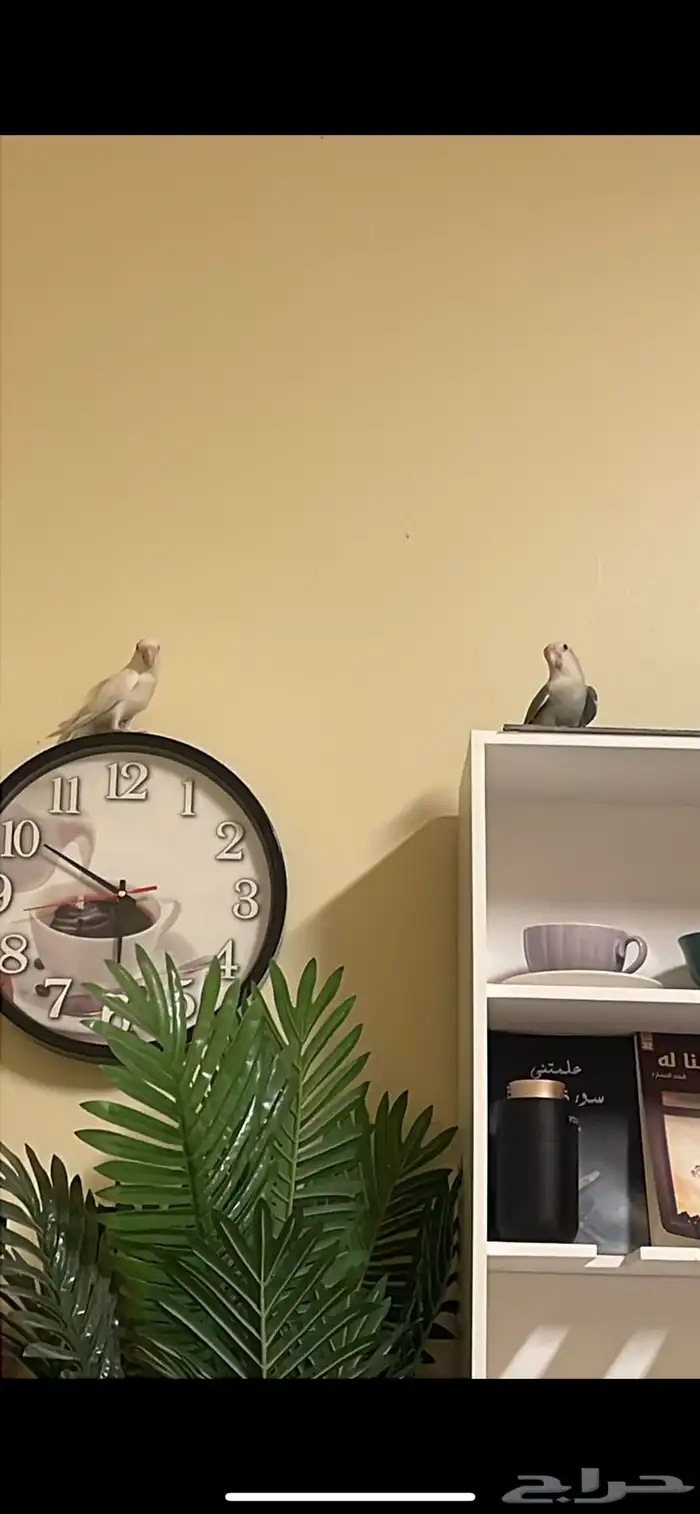 زوج روز تحته بيض 3