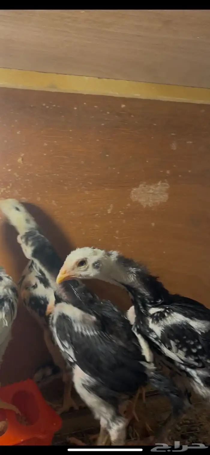 فروخ شامو الماني هزاز 2