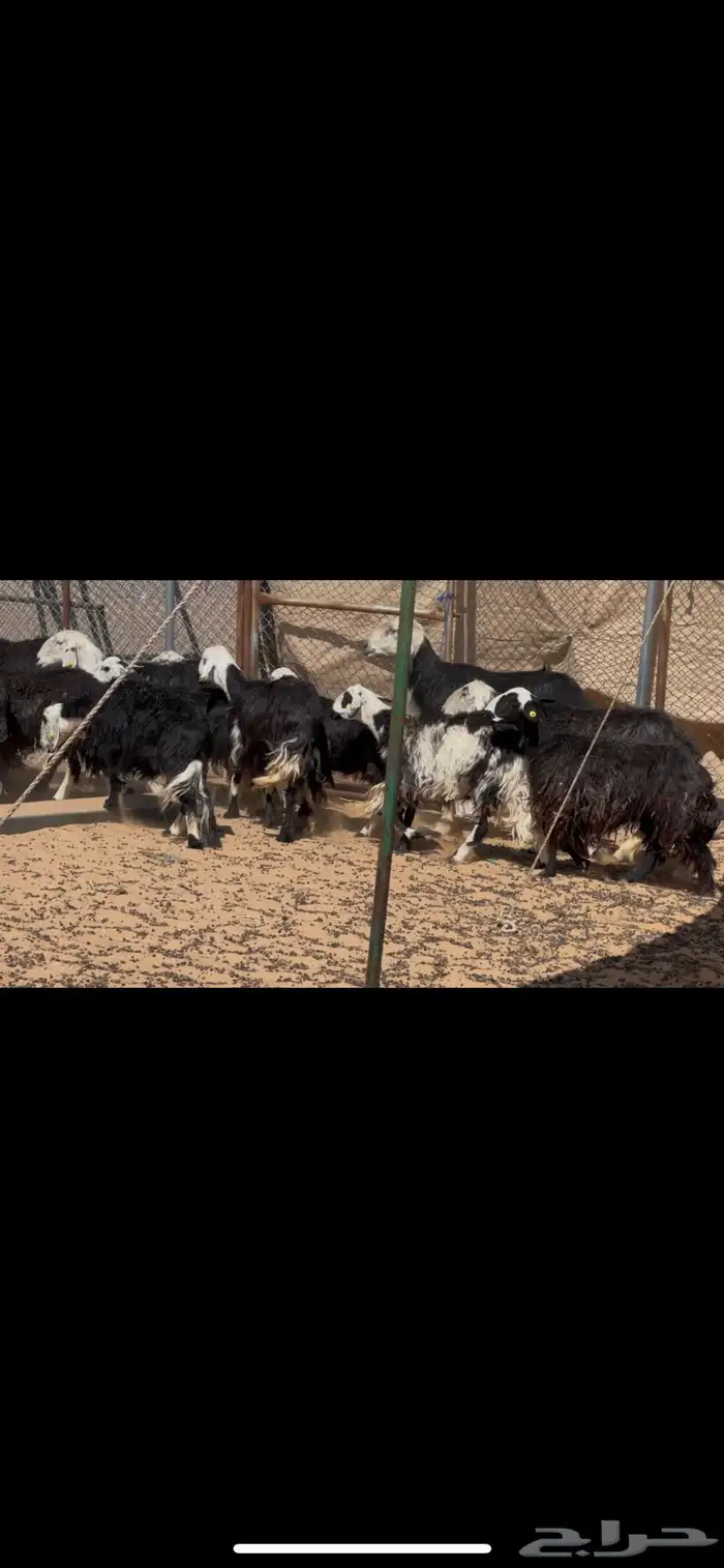 ضان نجد مراح دفيع 4