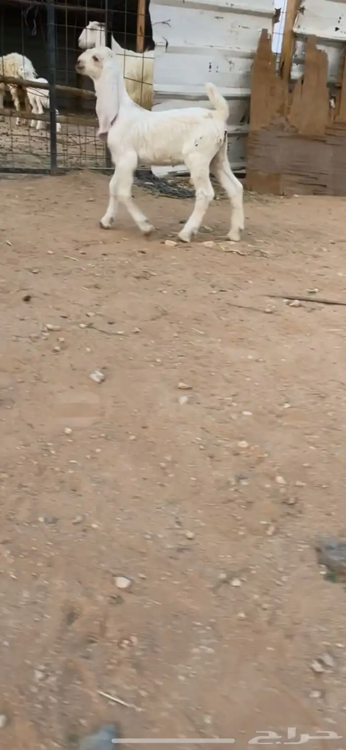 مطوره متبع فاخر 2