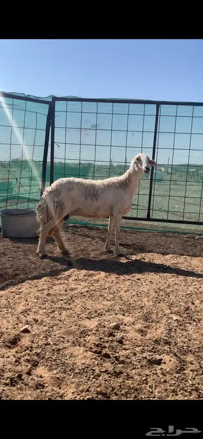 رخال حريات حرش والد index