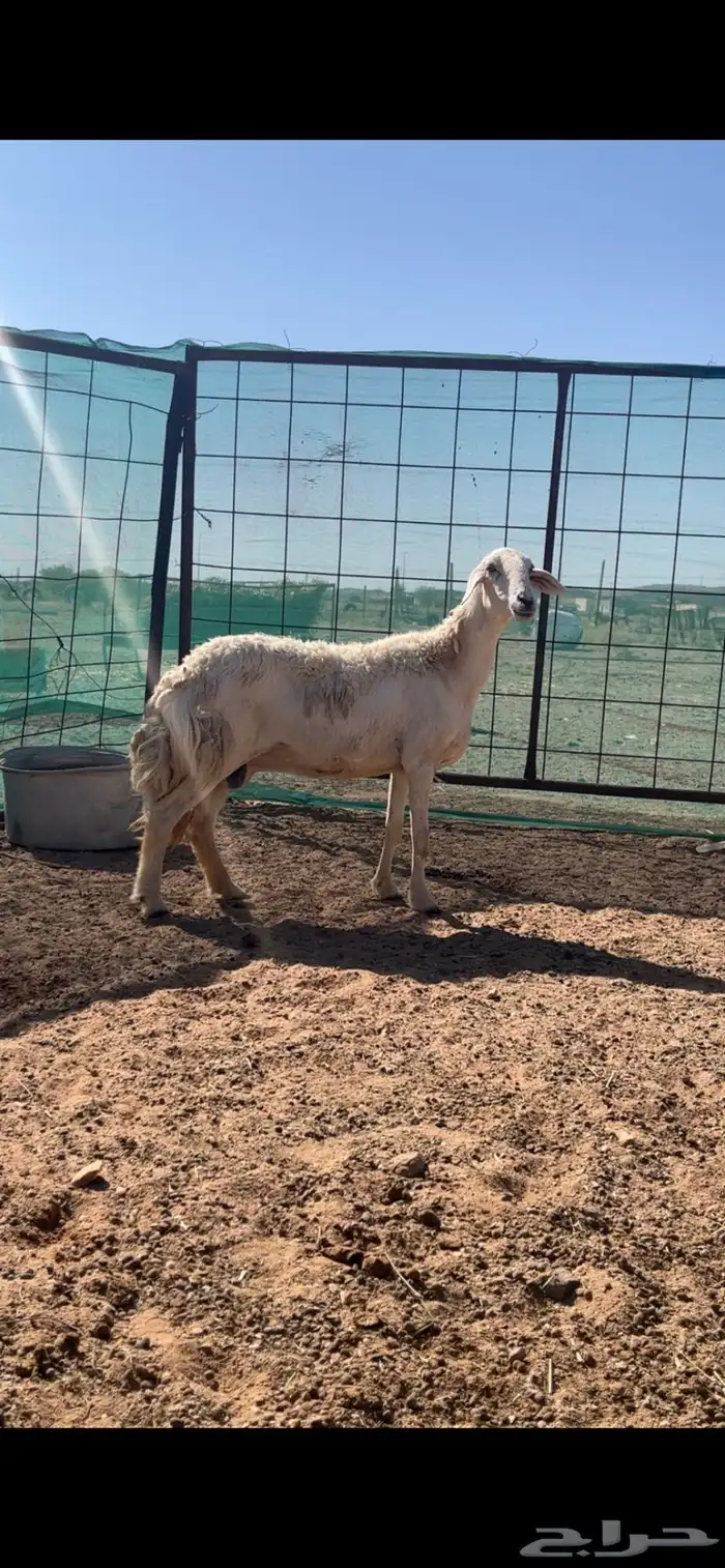 رخال حريات حرش والد 2