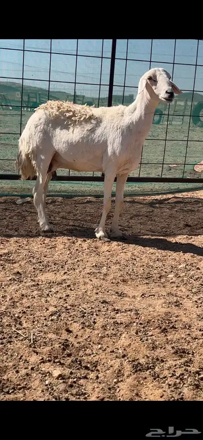 رخال حريات حرش والد index