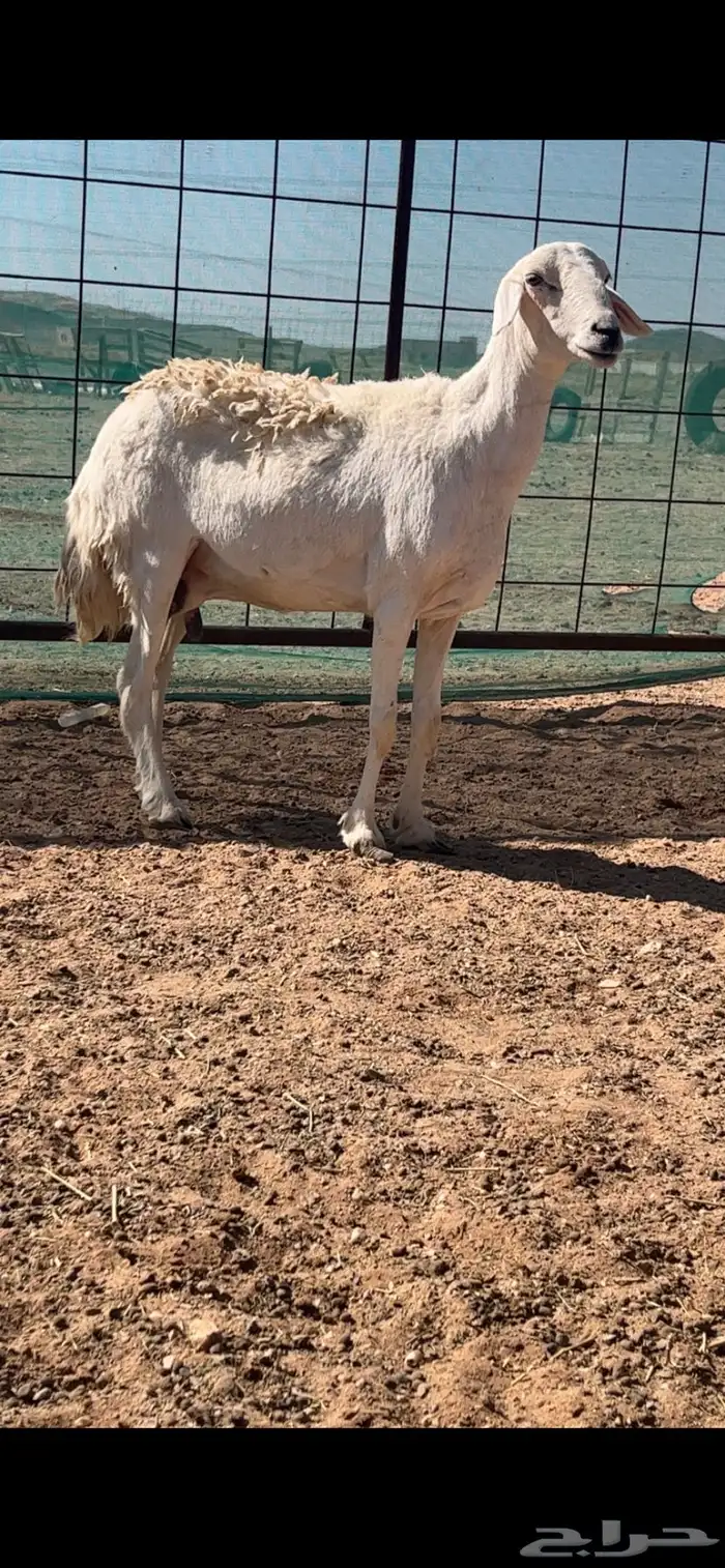 رخال حريات حرش والد 1