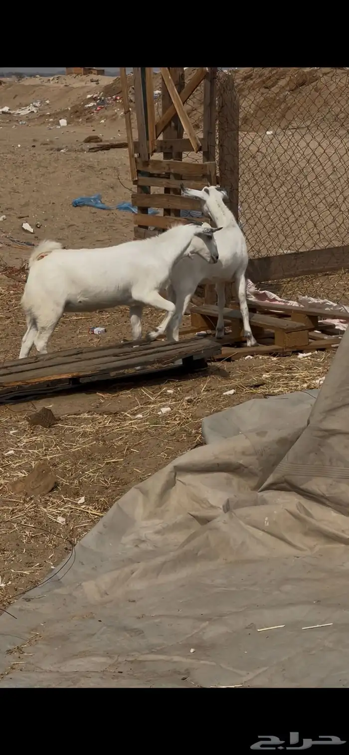 جفرات عفر دفيع 0