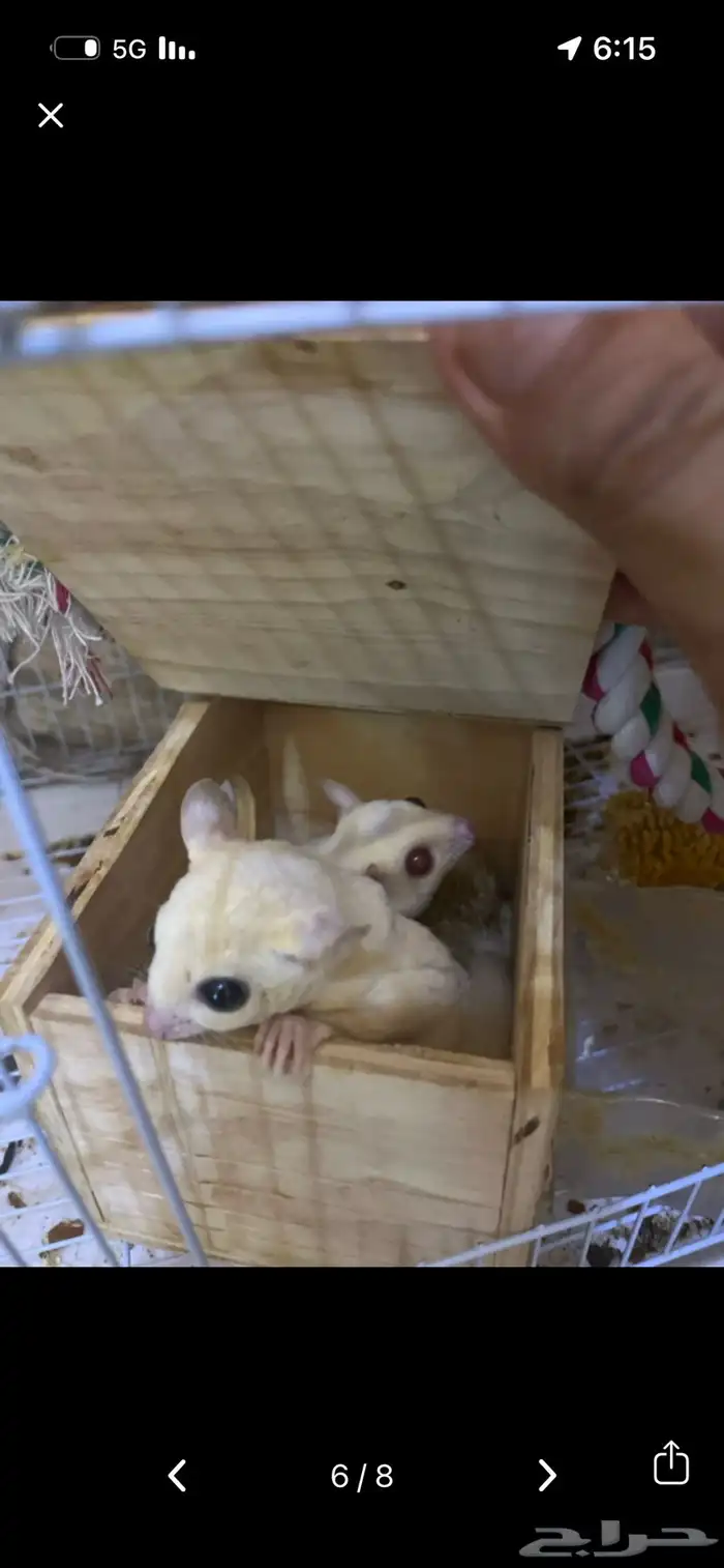 زوجين ودكر 2