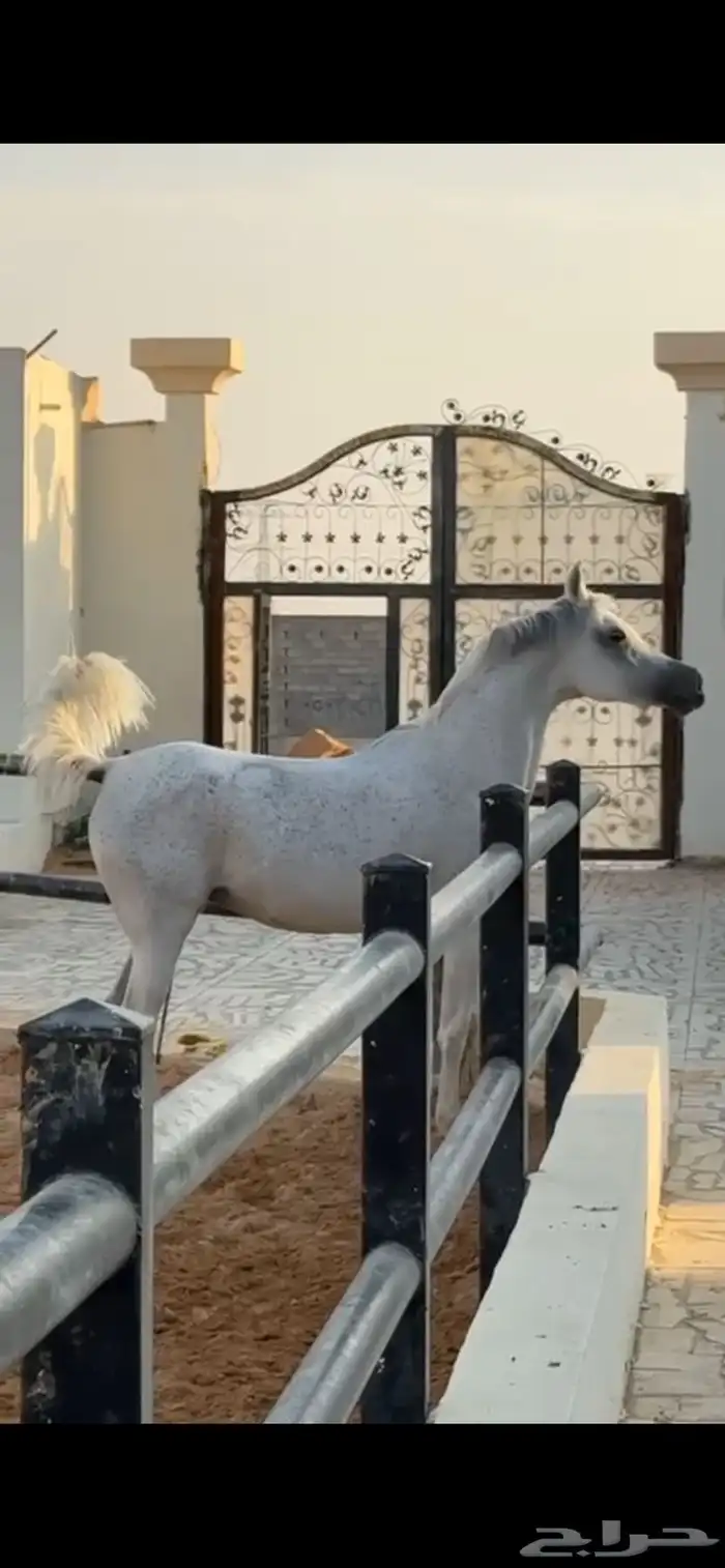 فرس واهو للبيع 1