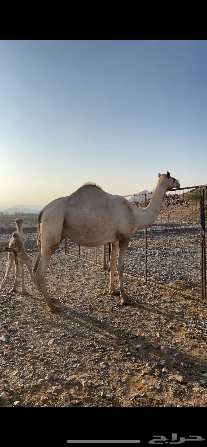 خلفه مصغر مهجنه 2