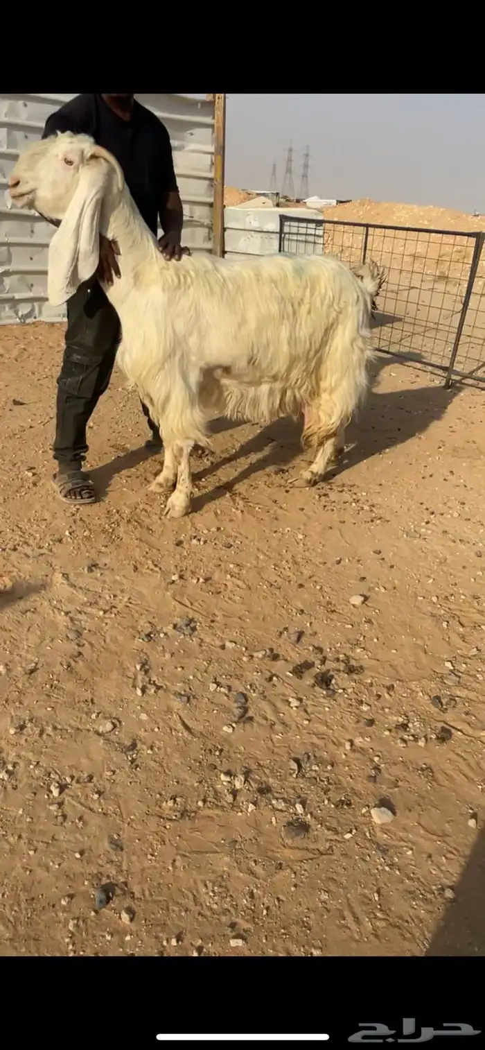 مطوره متبع فاخر 0