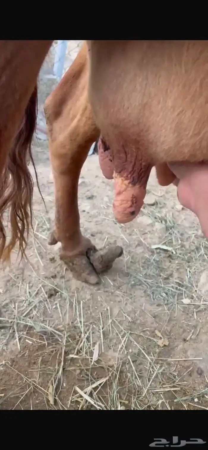 بقرة مشروطه 2