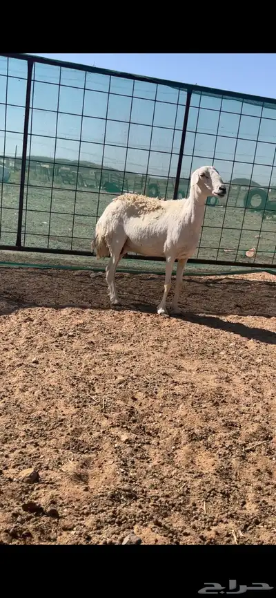 رخال حريات حرش والد index