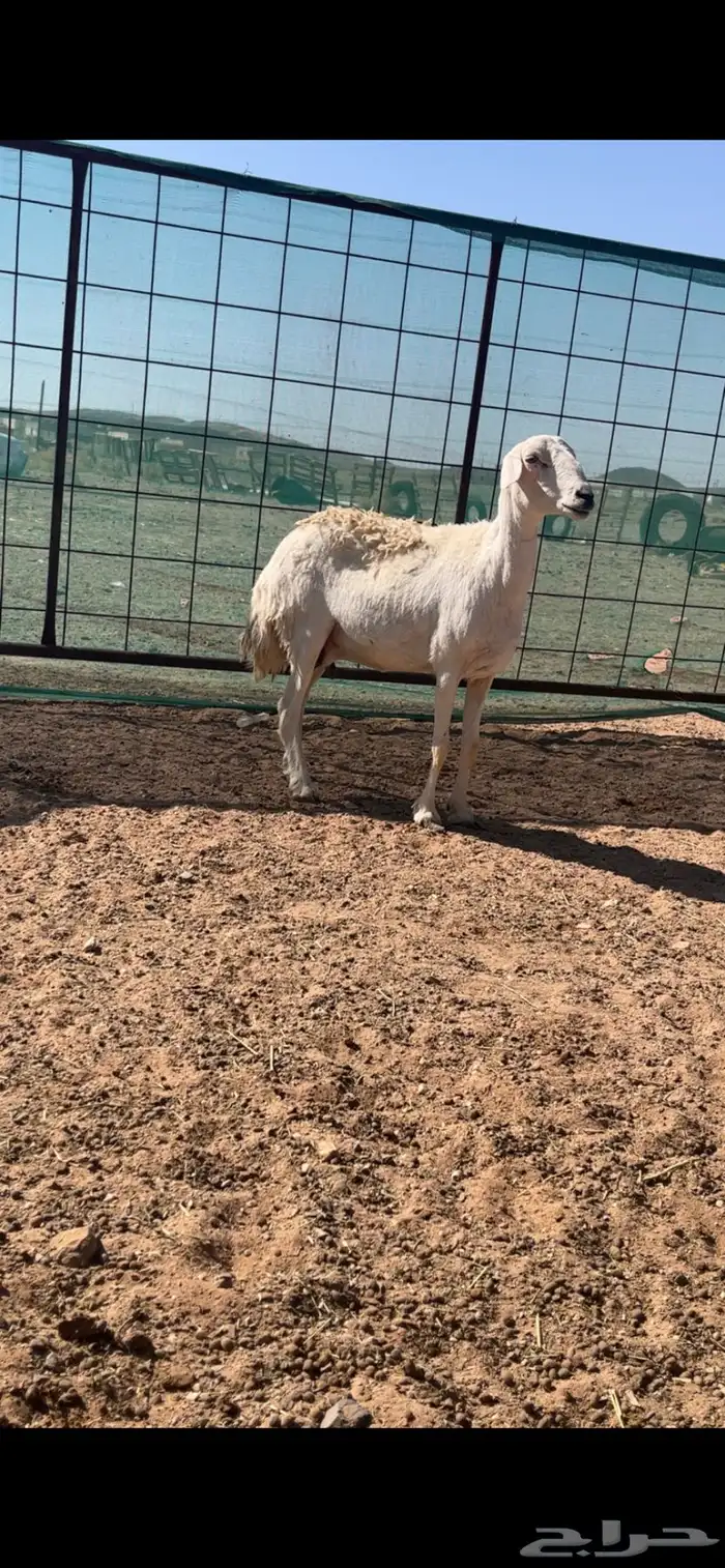 رخال حريات حرش والد 10