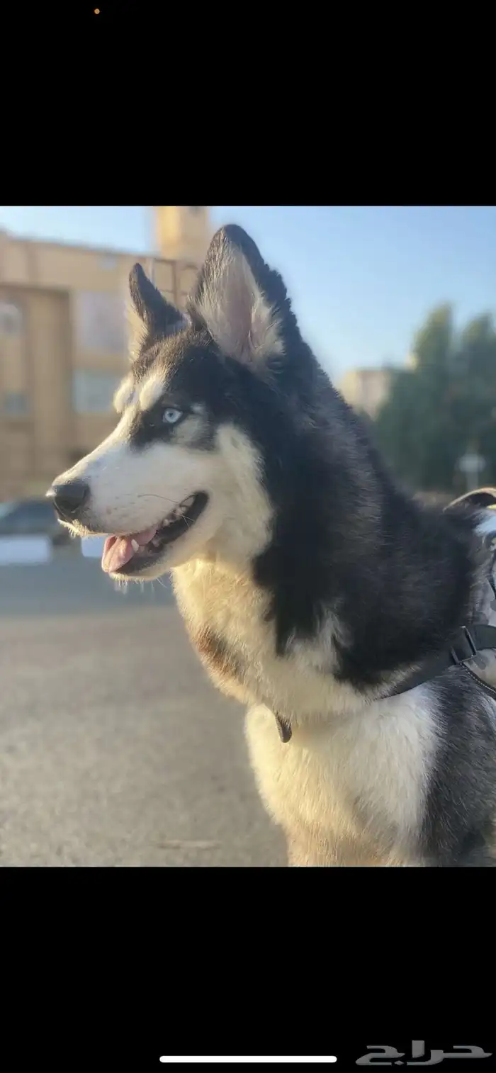 كلب ذكر هاسكي للتلقيح فقط 1