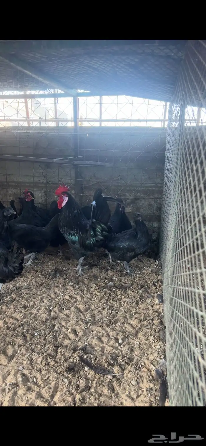 دجاج اسود لماع 0