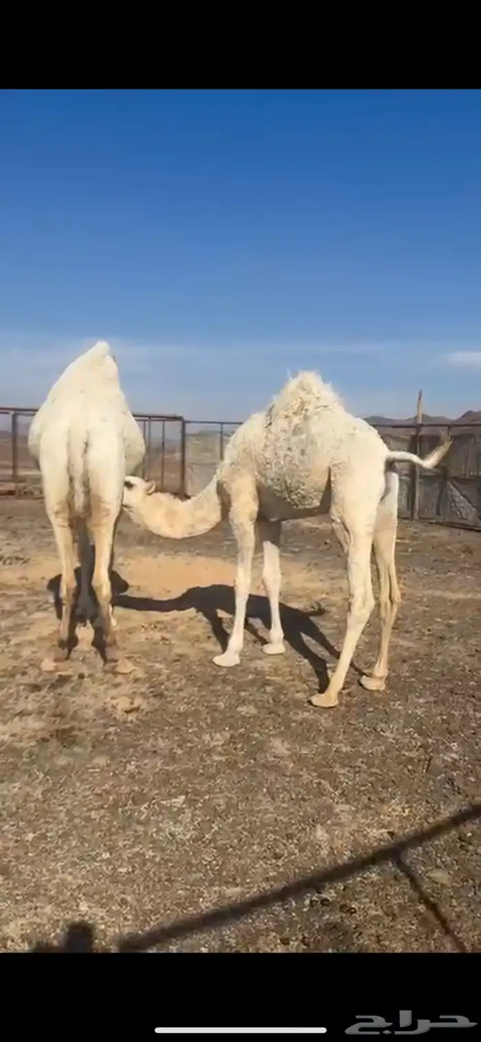 قعود حليب وبرسيم فقط 0