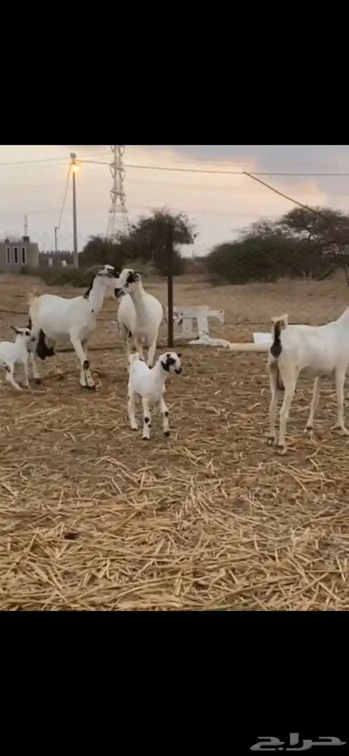 بيشيات للبيع 3