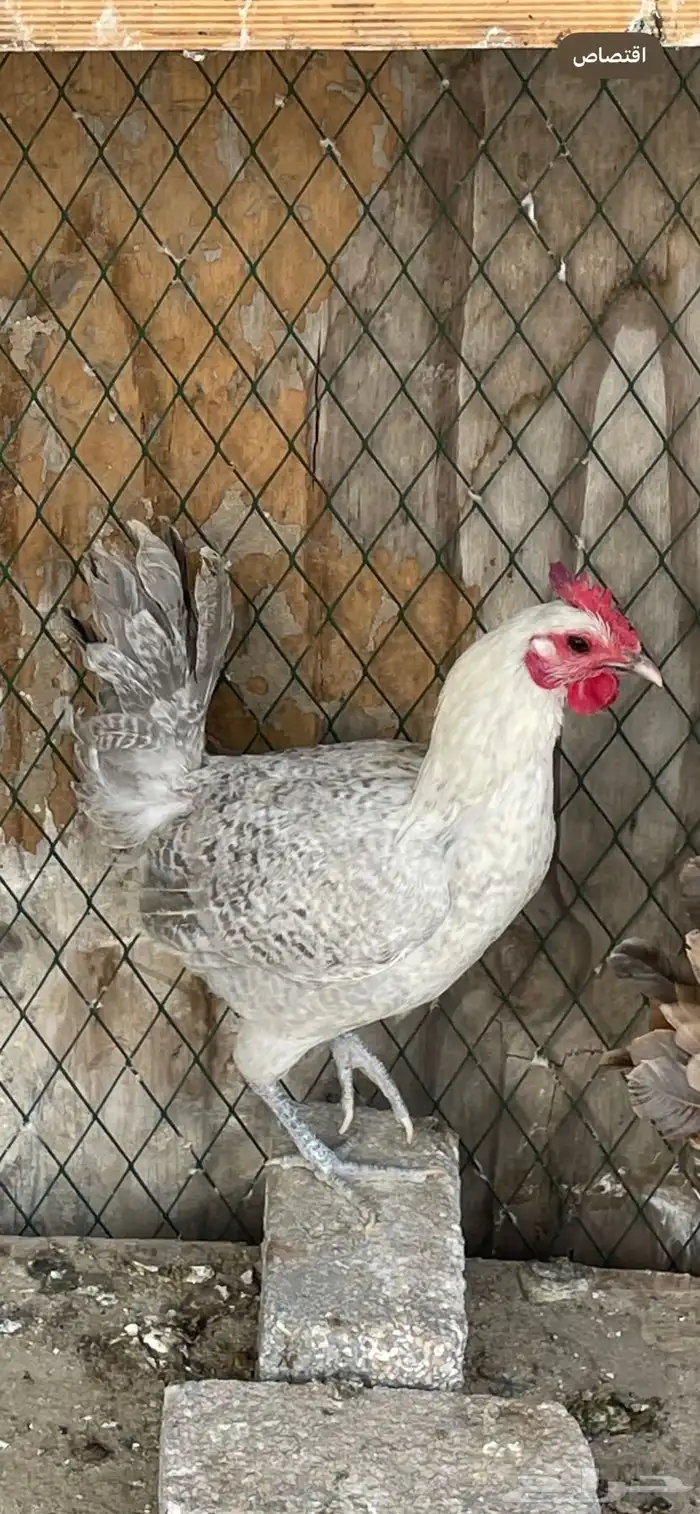 دجاجه فيومي 0