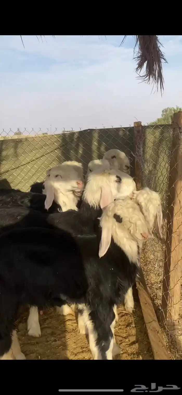 للبيع بهم نجد طليان نجد تم البيع 4