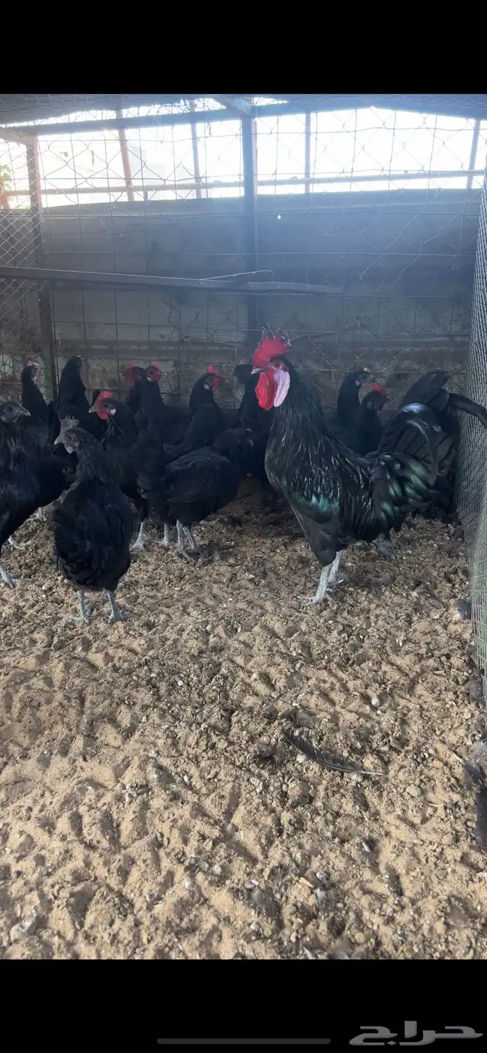 دجاج اسود لماع 3