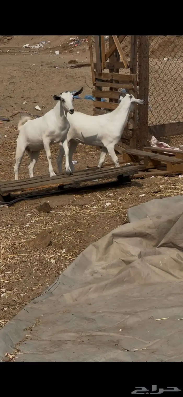 جفرات عفر دفيع 4