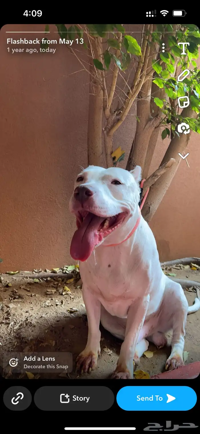 كلاب بيتبول للبيع مستوى رائع 0