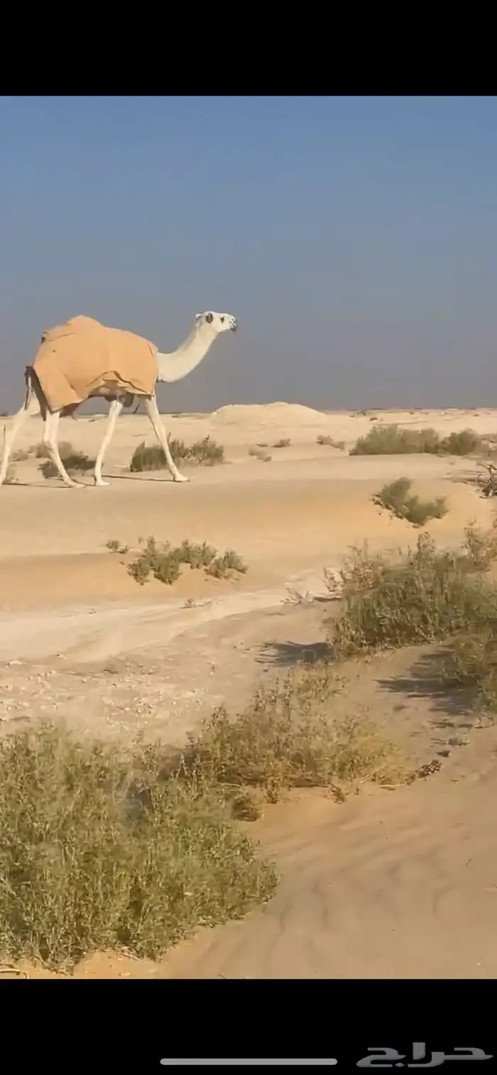 قعود مفرود 1