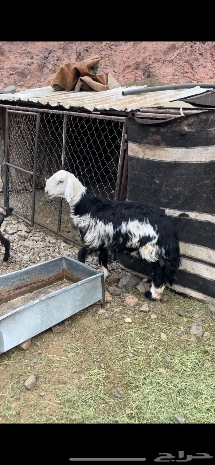 خروف نجدي فل شحم ولحم مشروط من العذاريب 1