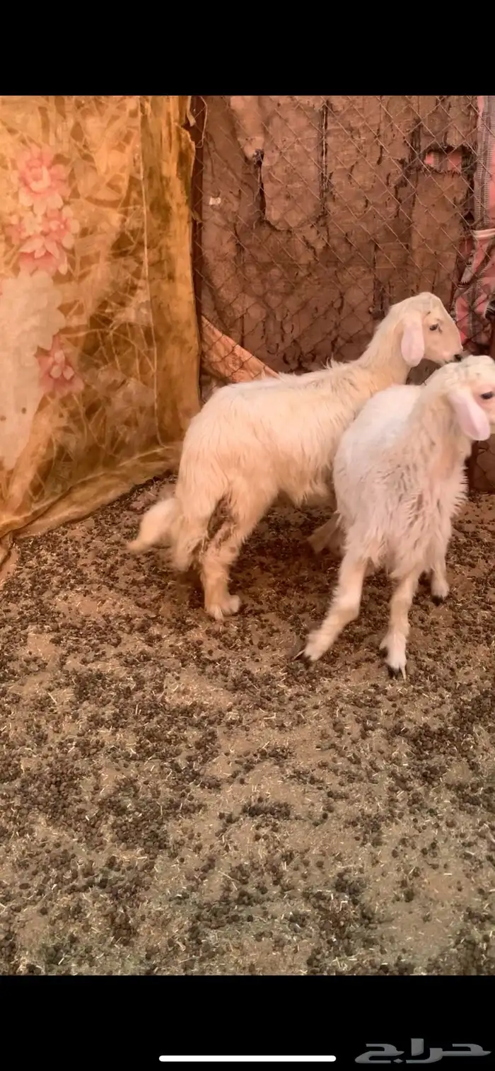 خروفين كفو 1