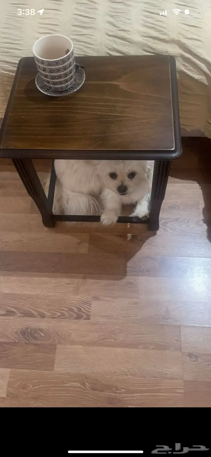 كلبة مالتيز للتبني مع مبلغ رمزي 0