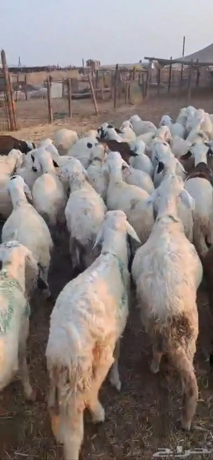 طليان سواكن تربيه فوق شهر ونص 0