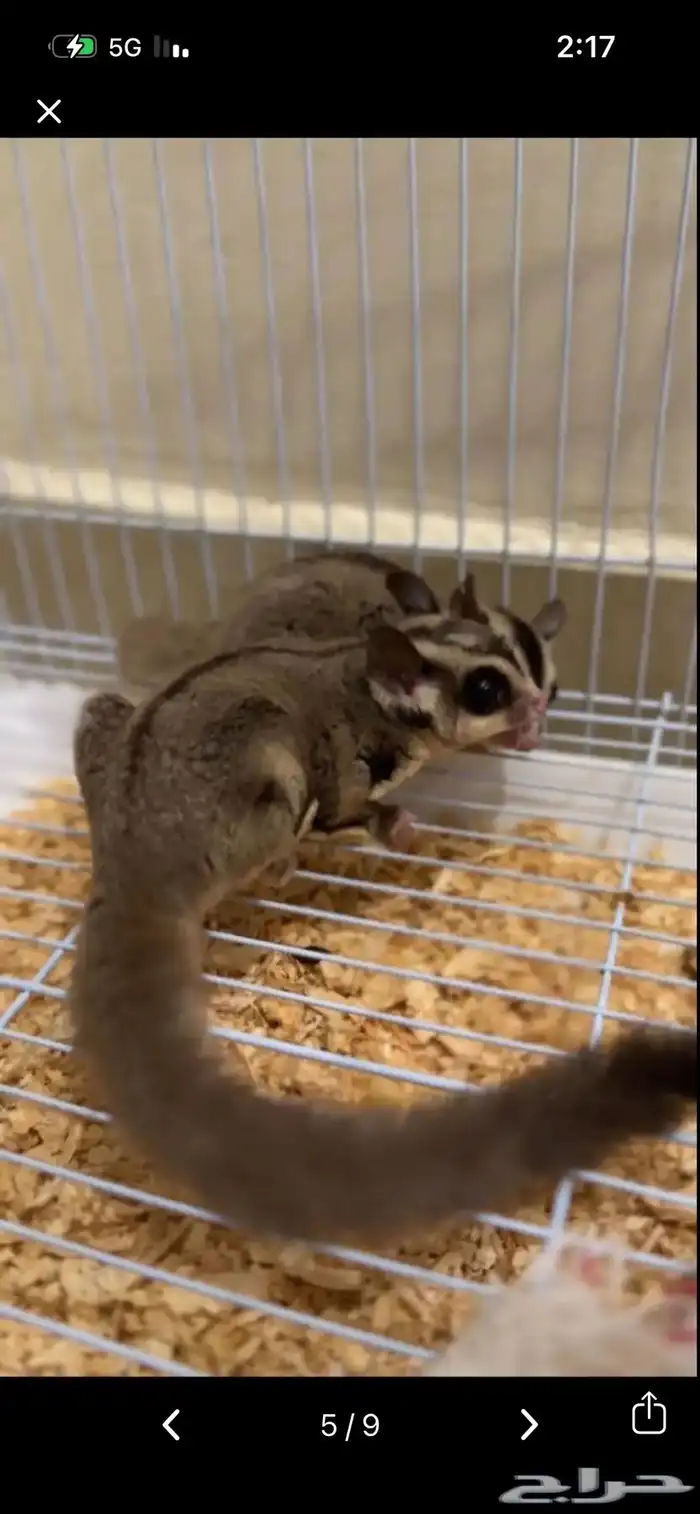 زوجين ودكر 7