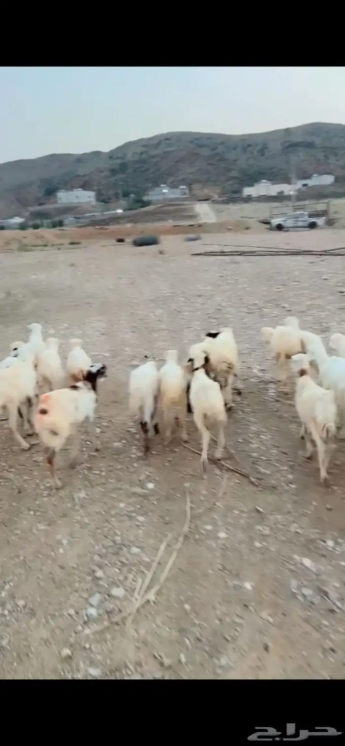 رخال رفيدية تربية محايل عسير 3