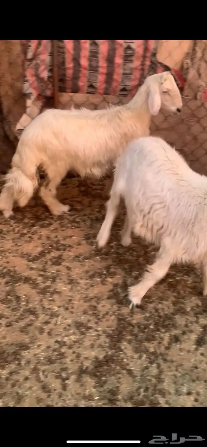 خروفين كفو 3