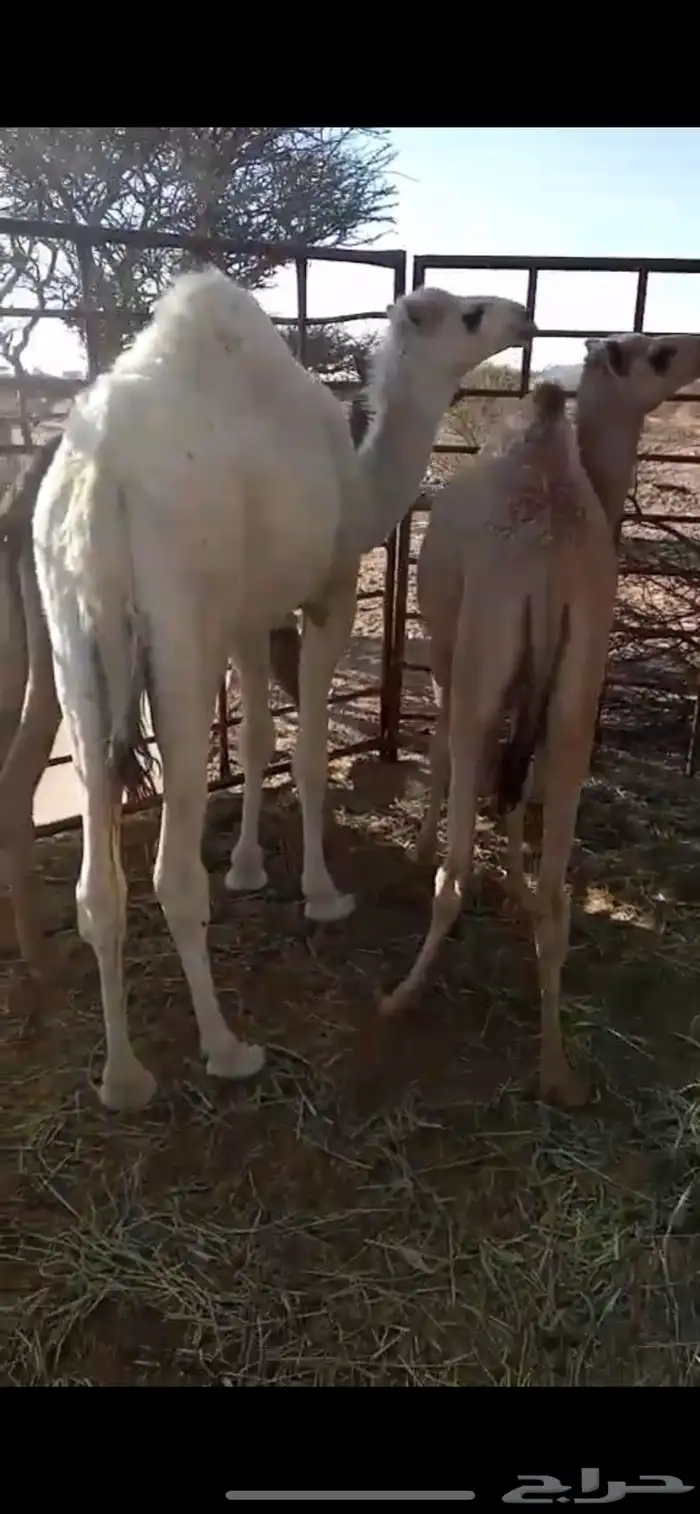 للبيع حشوان 1