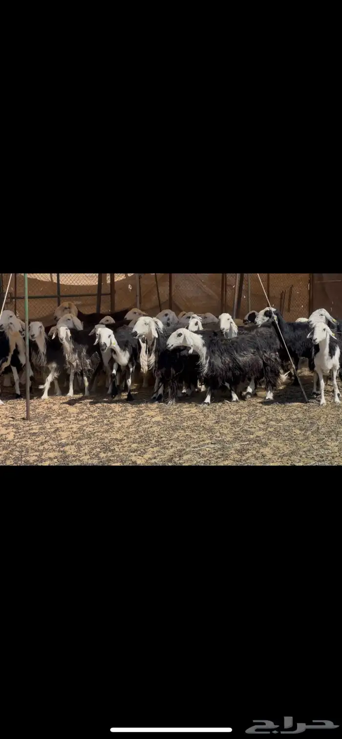 ضان نجد مراح دفيع 1