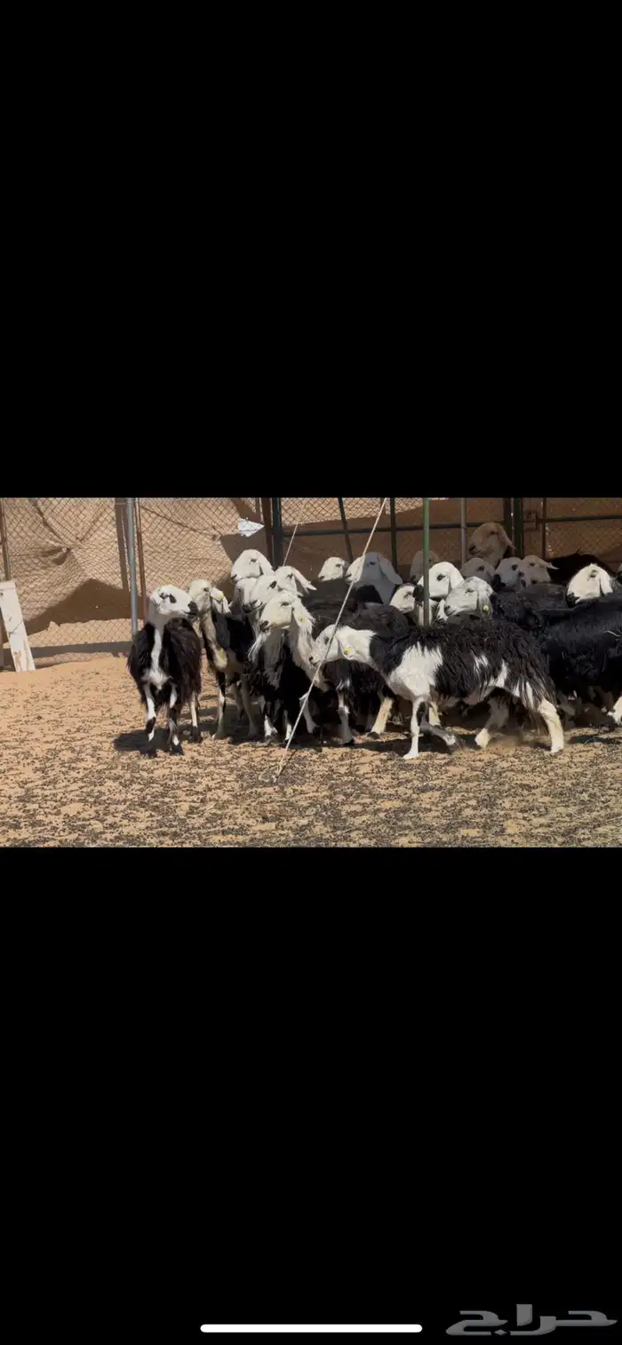 ضان نجد مراح دفيع 3