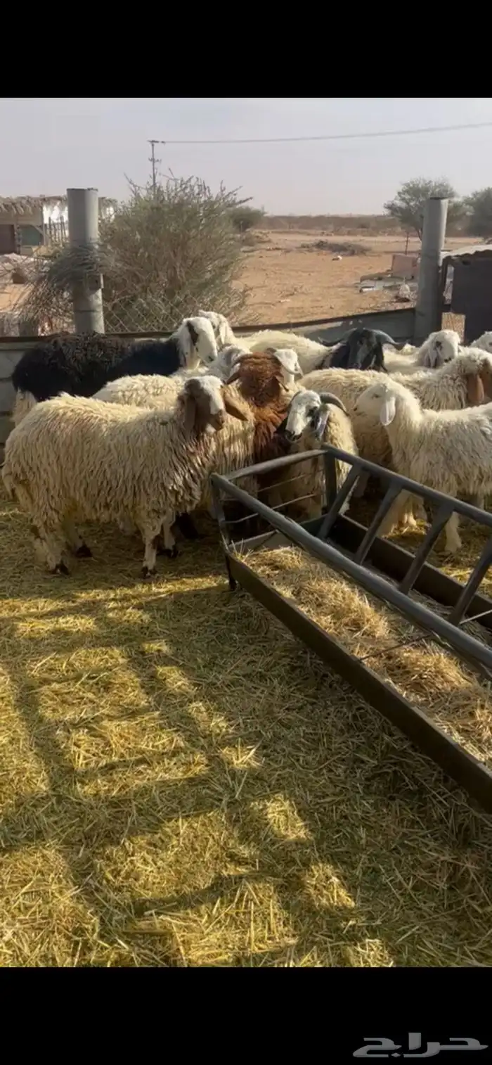 للبيع طليان فاخرره 0