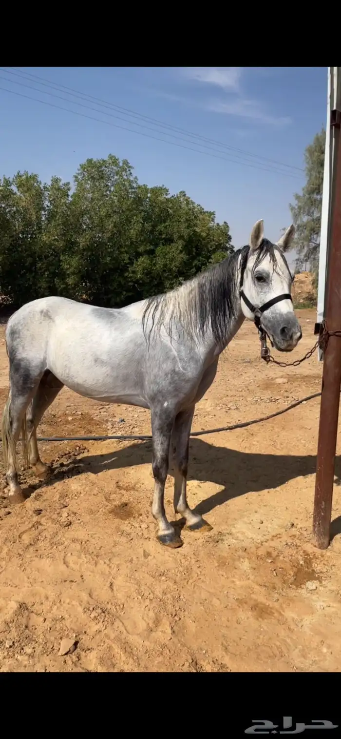 حصان معسوف 0