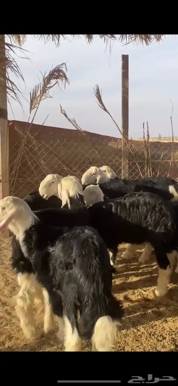 للبيع بهم نجد طليان نجد تم البيع 5