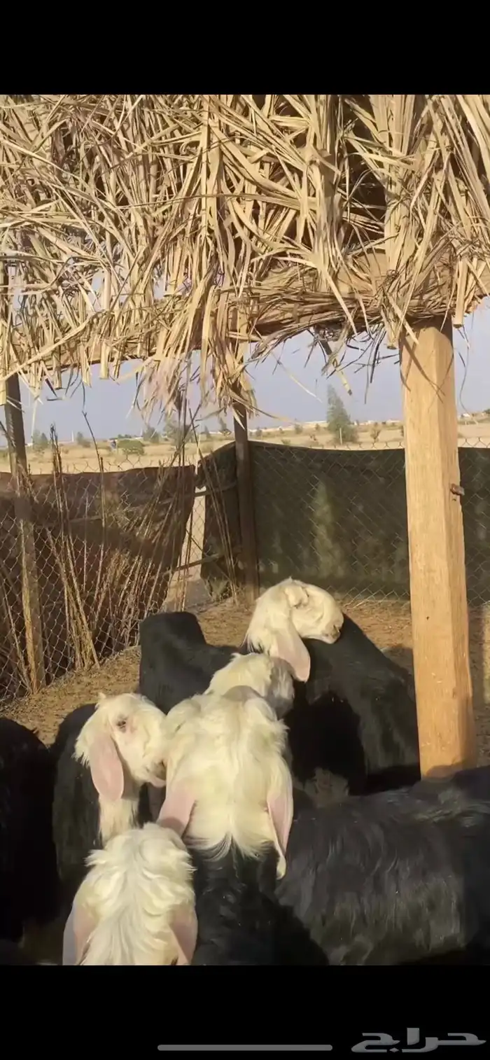 للبيع بهم نجد طليان نجد تم البيع 1