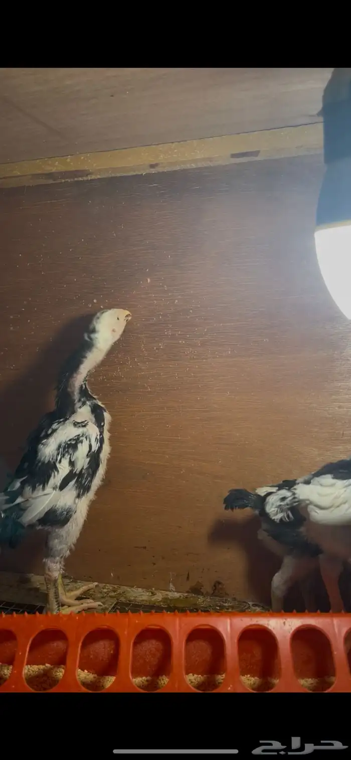 فروخ شامو الماني هزاز 6