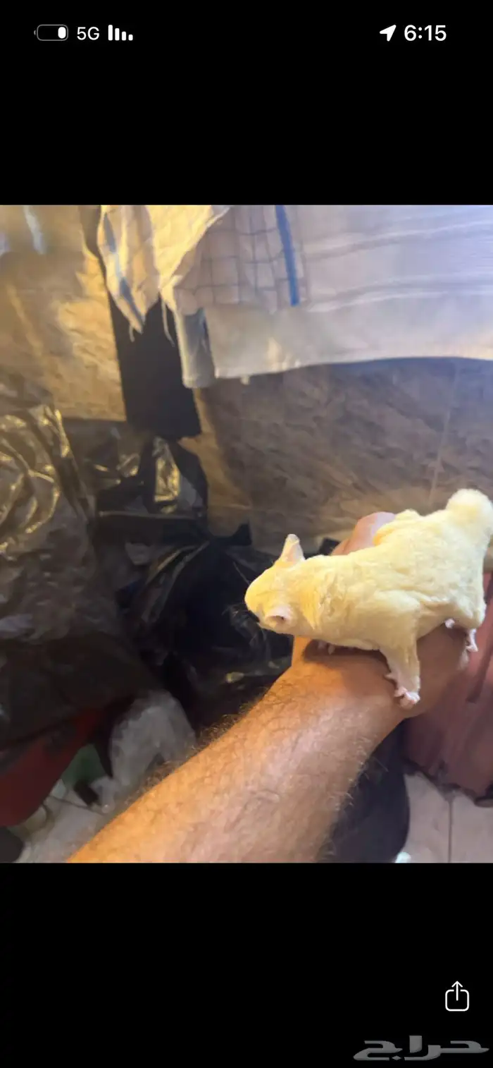 زوجين ودكر 0