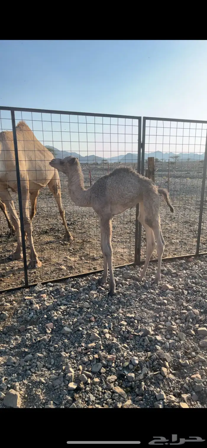 خلفه مصغر مهجنه 3